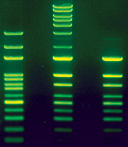 SSDGE   - single-strand DNA gel electrophoresis (    )