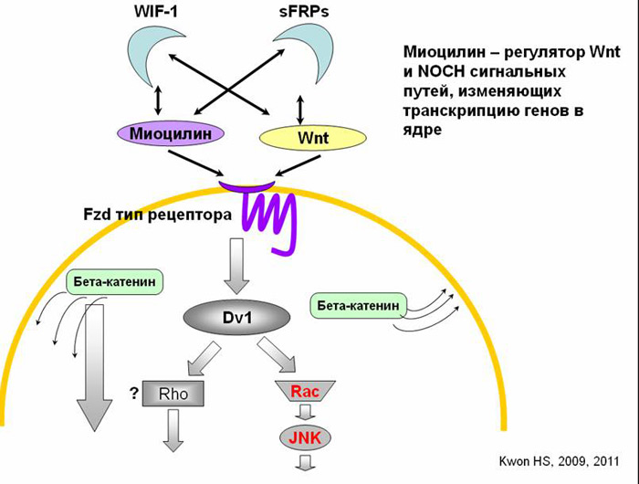 миоцилин регулятор Wnt и NOCH сигнальных путей
